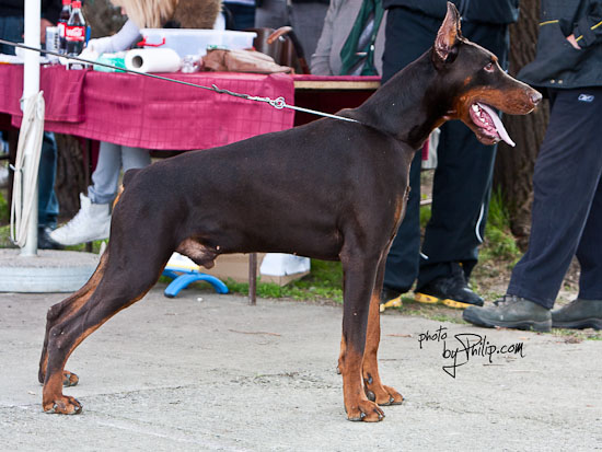 Dobergarden forever Beauty Halifax